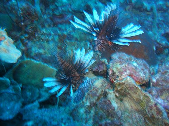 Muitos Lion Fish em mergulho em Invisible, no sul de Bonaire